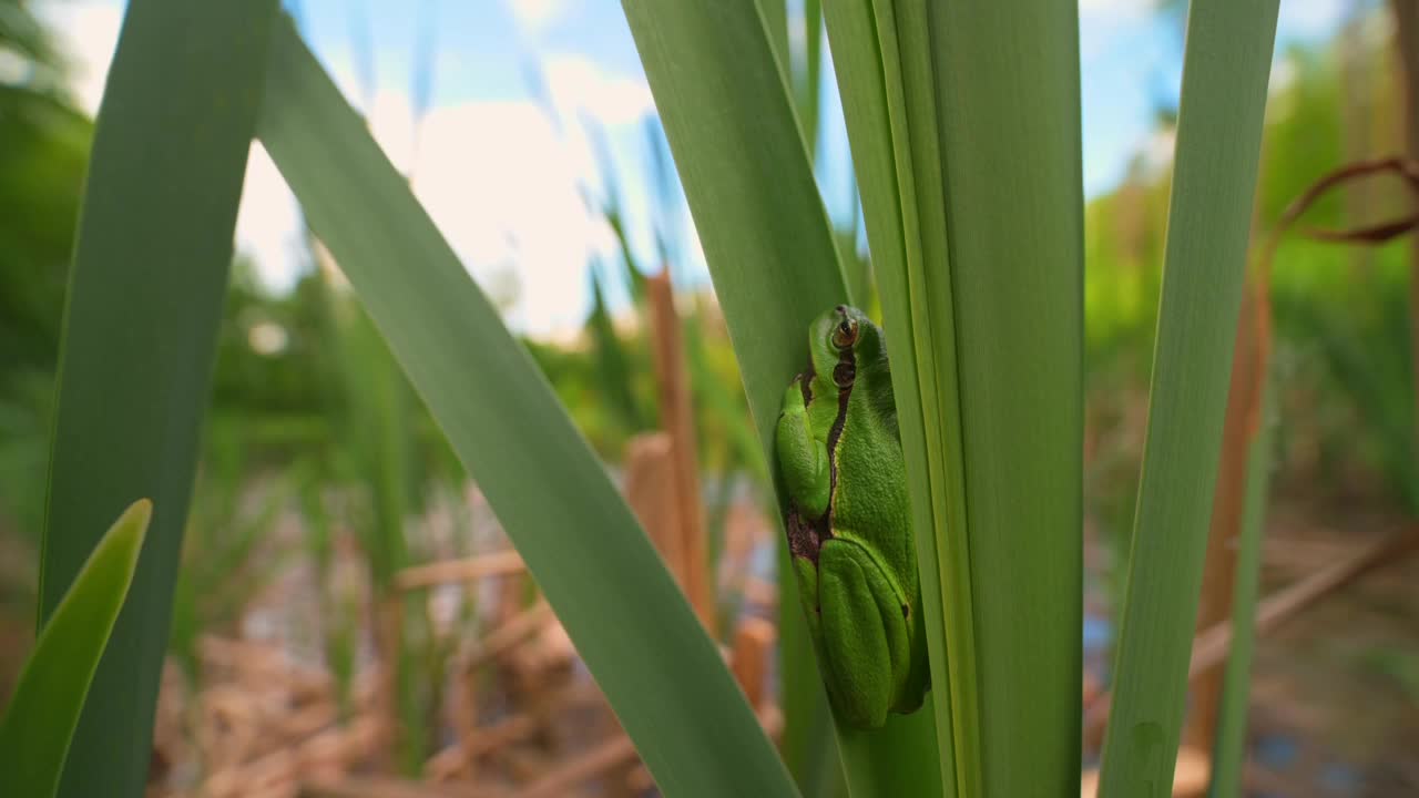 美丽的绿色树蛙爬在绿色植物上，在它的自然栖息地。濒临灭绝的动物。视频素材