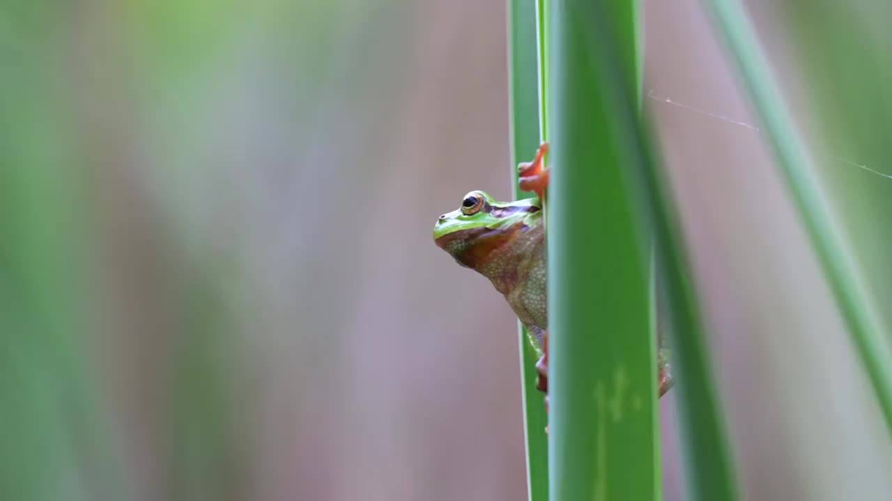 美丽的绿色树蛙爬在绿色植物上，在它的自然栖息地。濒临灭绝的动物。视频素材