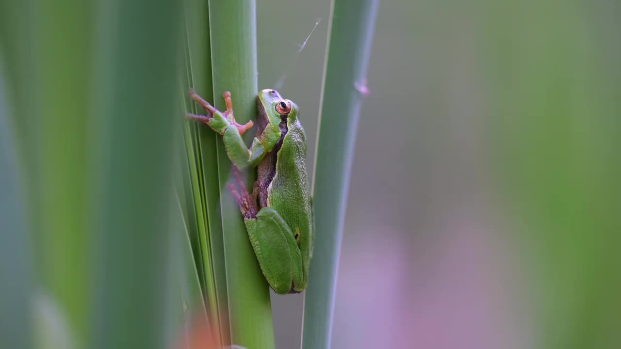 美丽的绿色树蛙爬在绿色植物上，在它的自然栖息地。濒临灭绝的动物。视频素材