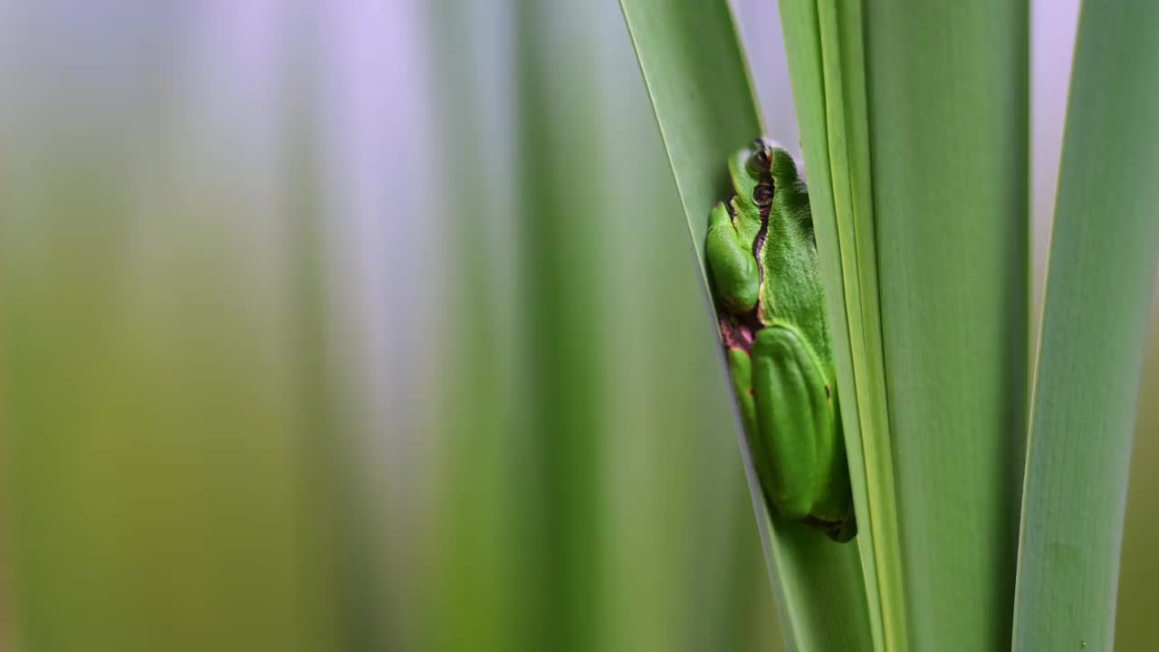 美丽的绿色树蛙爬在绿色植物上，在它的自然栖息地。濒临灭绝的动物。视频素材