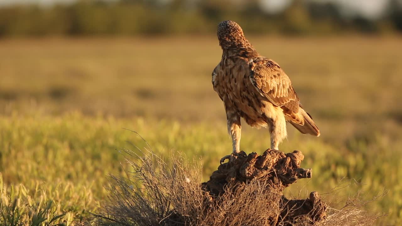 Bonelli 的鹰 (Aquila fasciata) 喂养视频下载