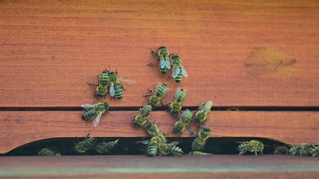 蜂房，侧视图，蜜蜂到达蜂房。景深浅，选择性聚焦。视频素材