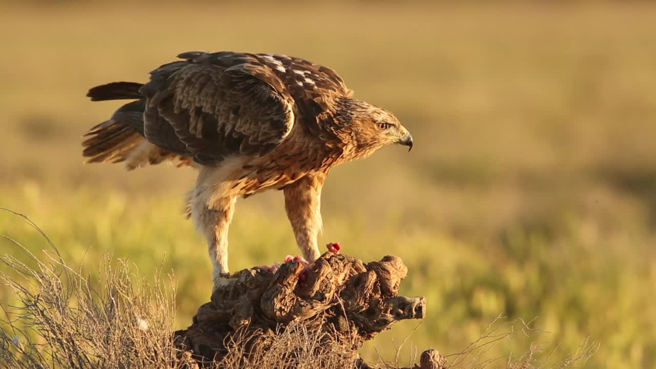 Bonelli 的鹰 (Aquila fasciata) 喂养视频下载