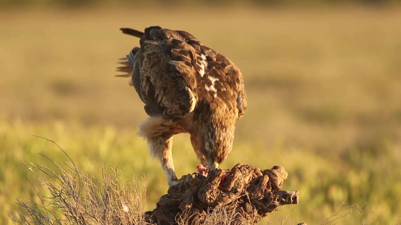 Bonelli 的鹰 (Aquila fasciata) 喂养视频下载