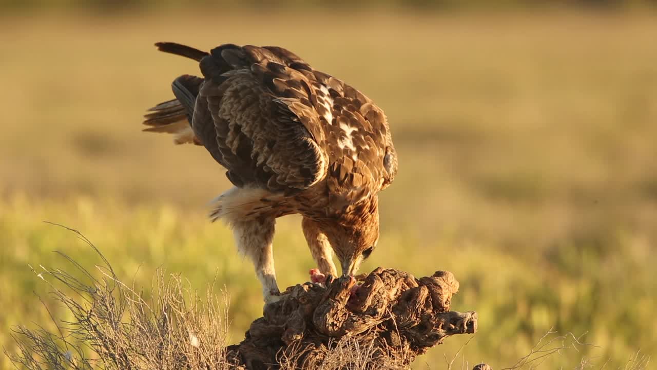 Bonelli 的鹰 (Aquila fasciata) 喂养视频下载