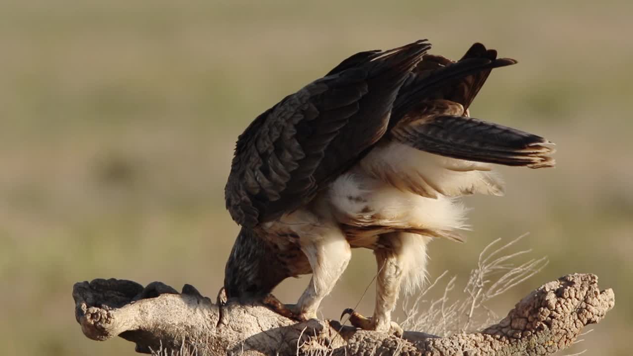 Bonelli 的鹰 (Aquila fasciata) 喂养视频下载