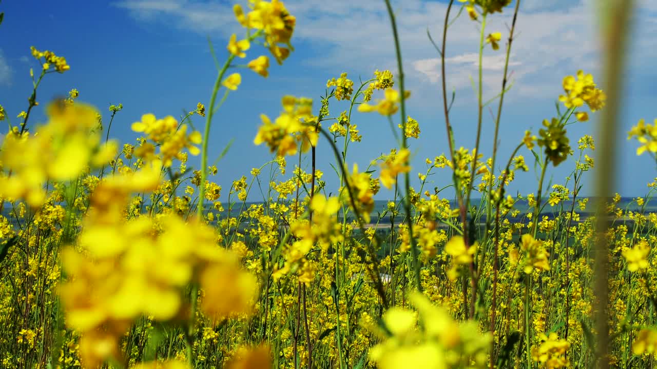 美丽的田野，明亮的黄色花朵。夏天的风景。视频下载