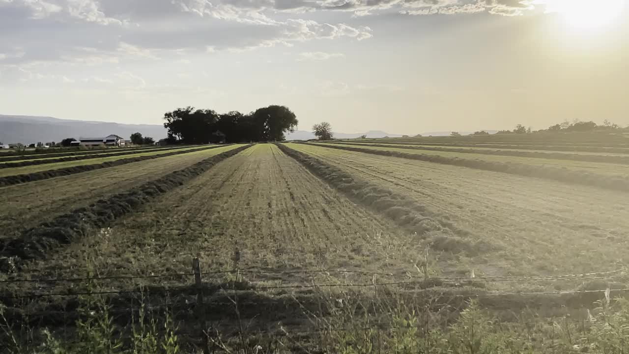 刚割下的干草在田野里，夕阳在田野上洒下金色的光芒视频素材