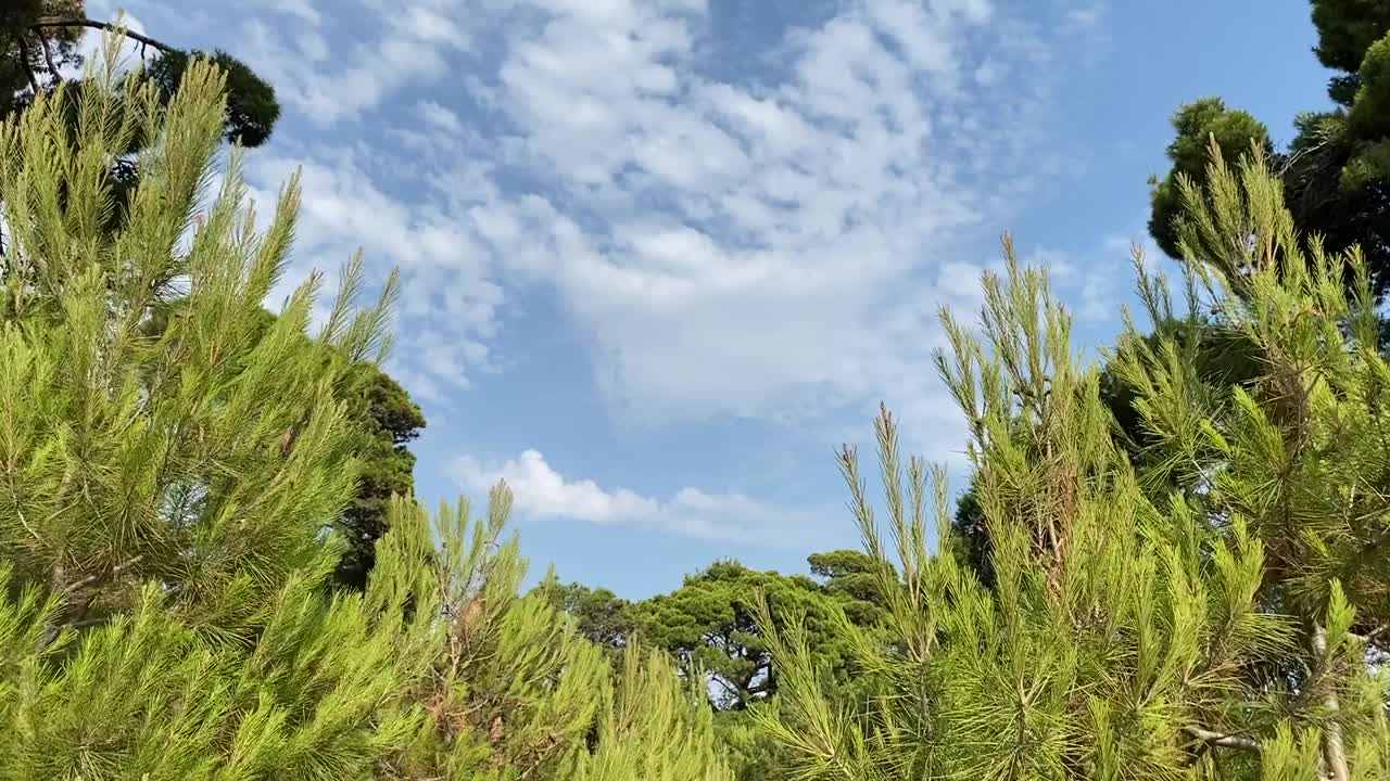 夏季的针叶林树木。针叶树常绿茂密的冷杉、云杉、地中海松树映衬着晴朗的蓝天。田园诗般的自然景观针叶林。美丽的绿色的大自然。视频素材