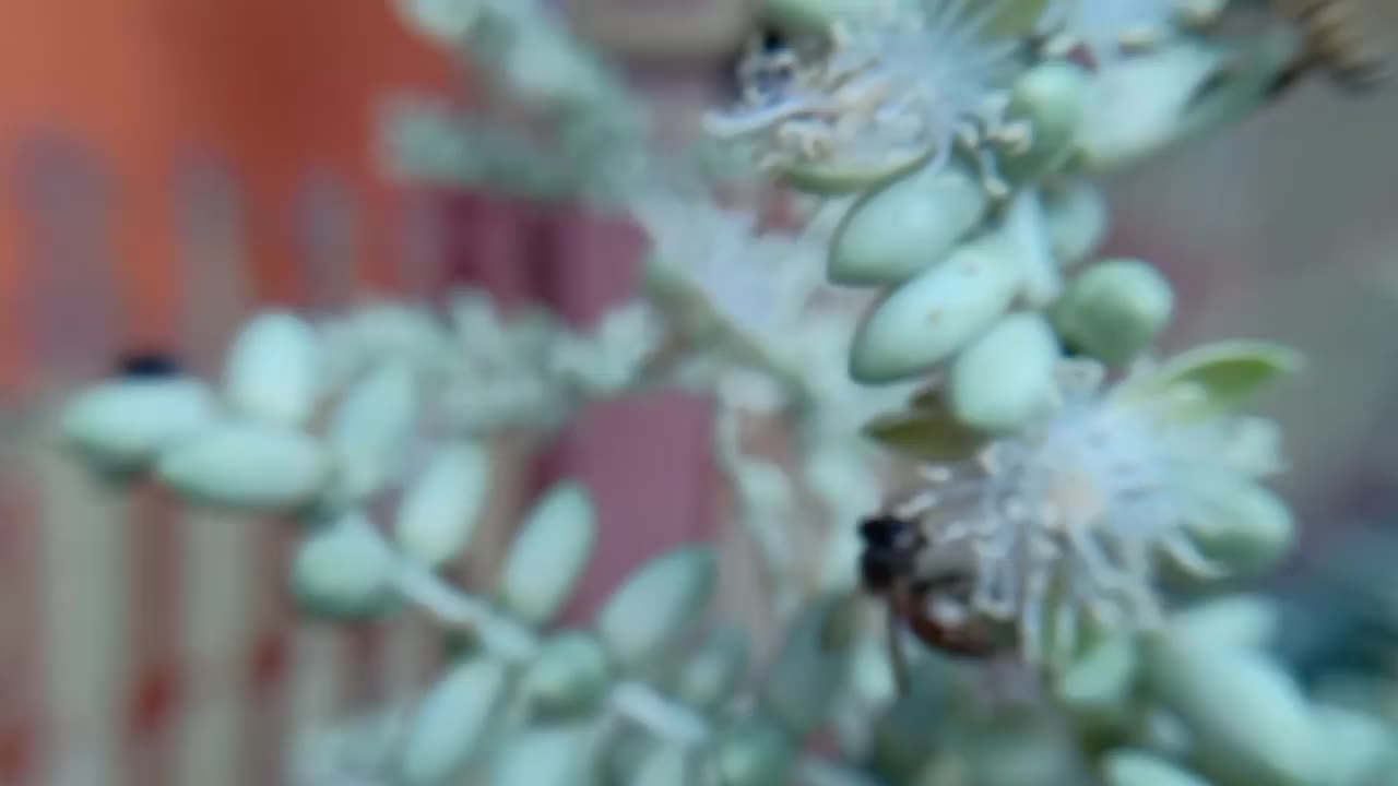 蜜蜂采花蜜视频素材