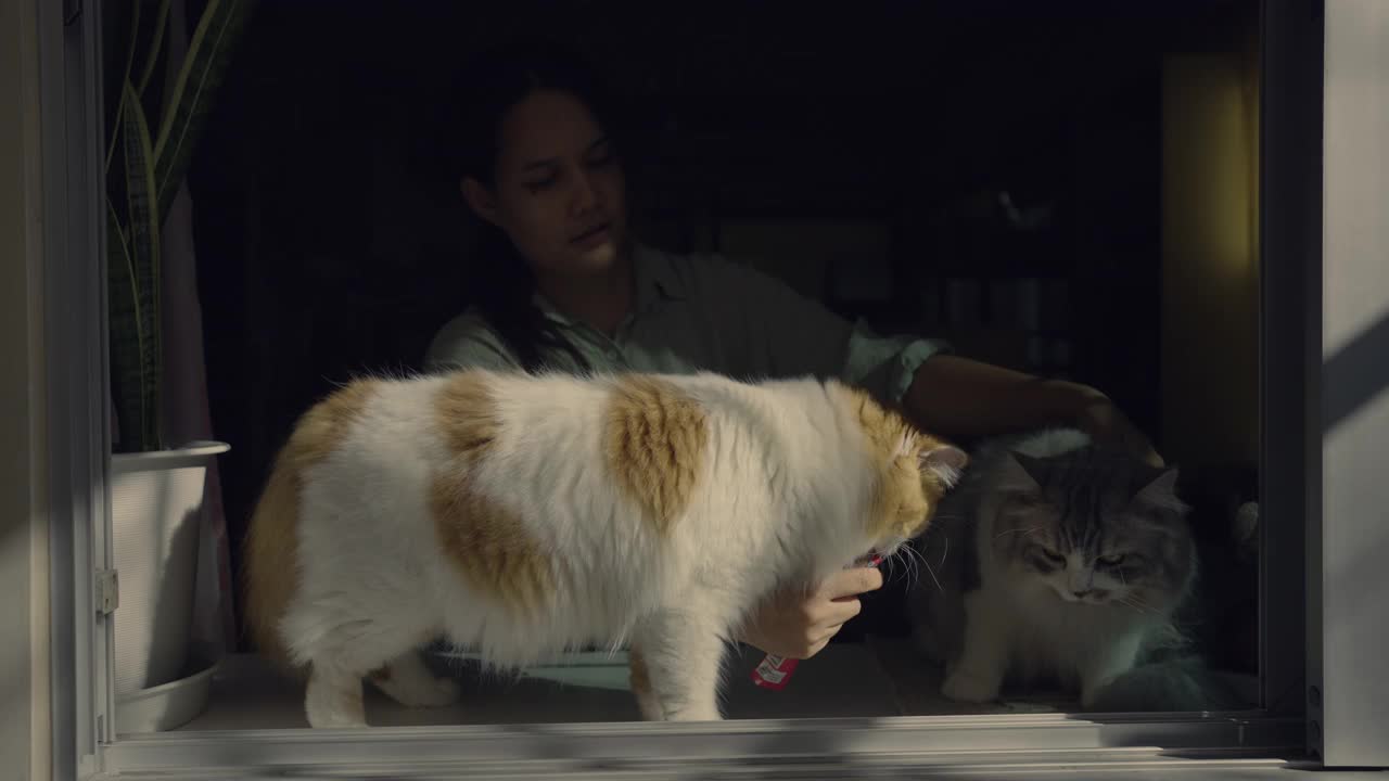 两只可爱的猫在舔食物视频素材