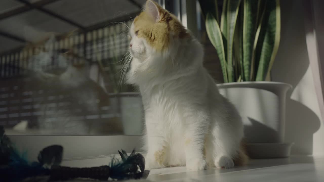 放松的苏格兰折猫肖像视频素材