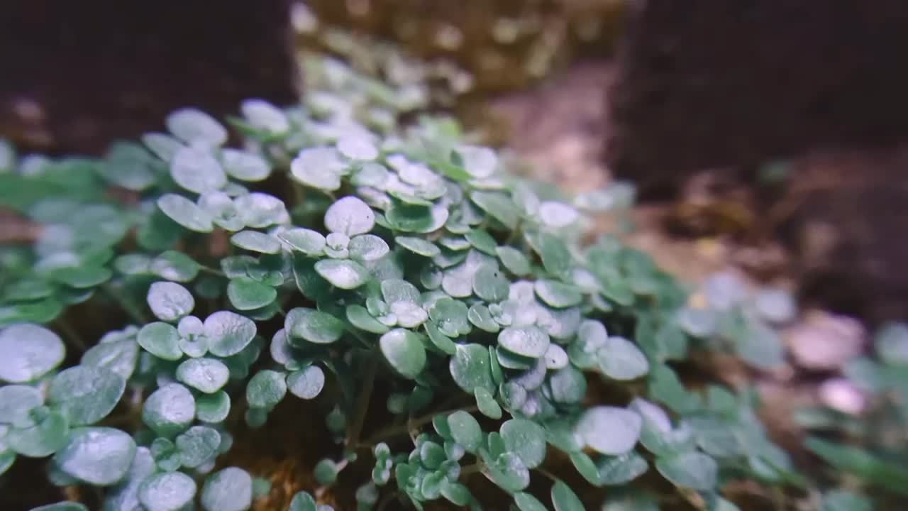 野生植物宏视频视频素材