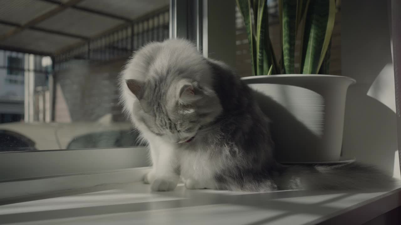 可爱的猫，长胡子梳理靠近窗户视频素材