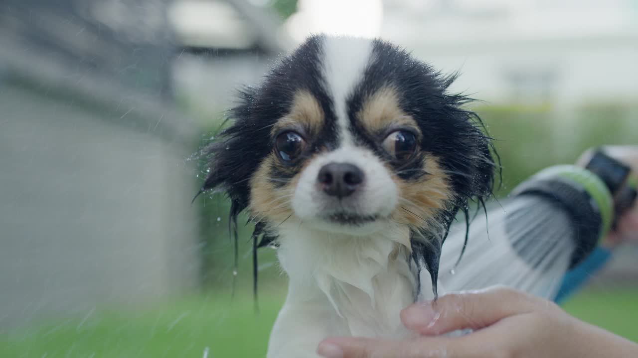 在家外面的桶里洗澡和洗澡视频素材