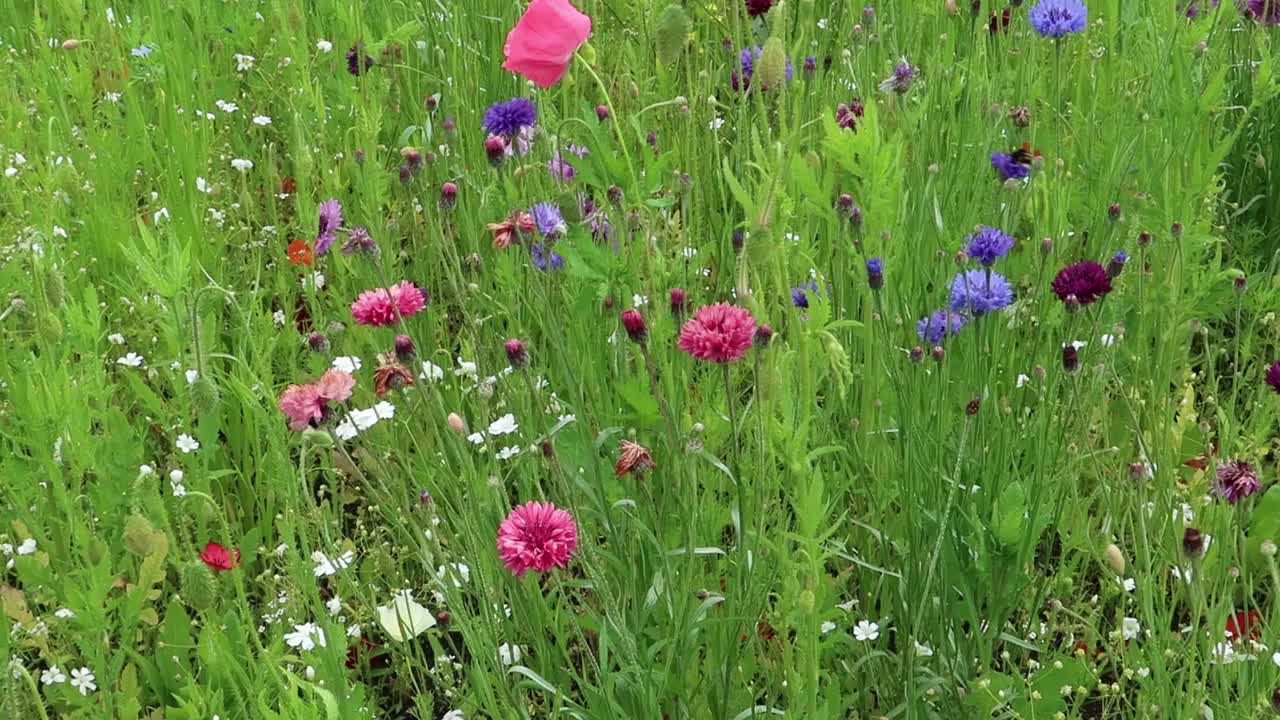 五颜六色的野花草地。脆弱的生物多样性环境。自然的抽象视频素材