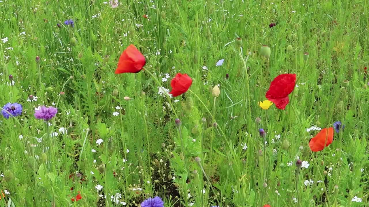 五颜六色的野花草地。脆弱的生物多样性环境。自然的抽象视频素材