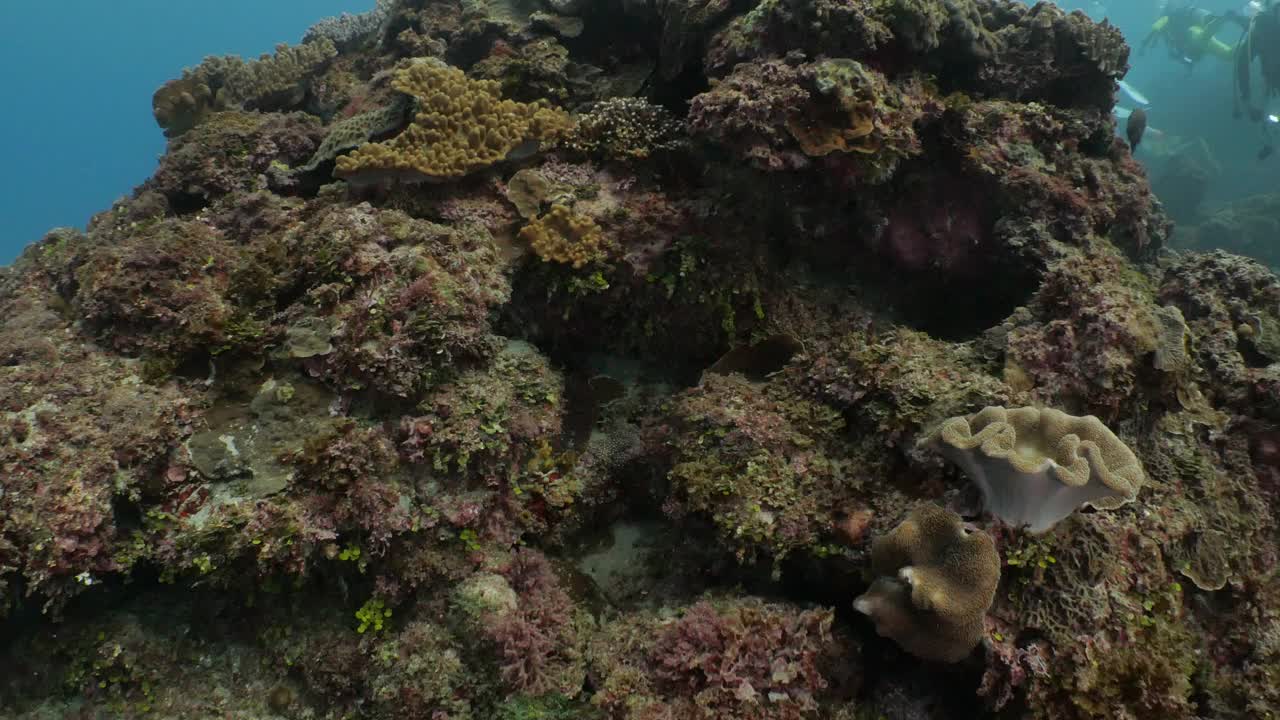 台湾垦丁珊瑚礁水下潜水视频下载