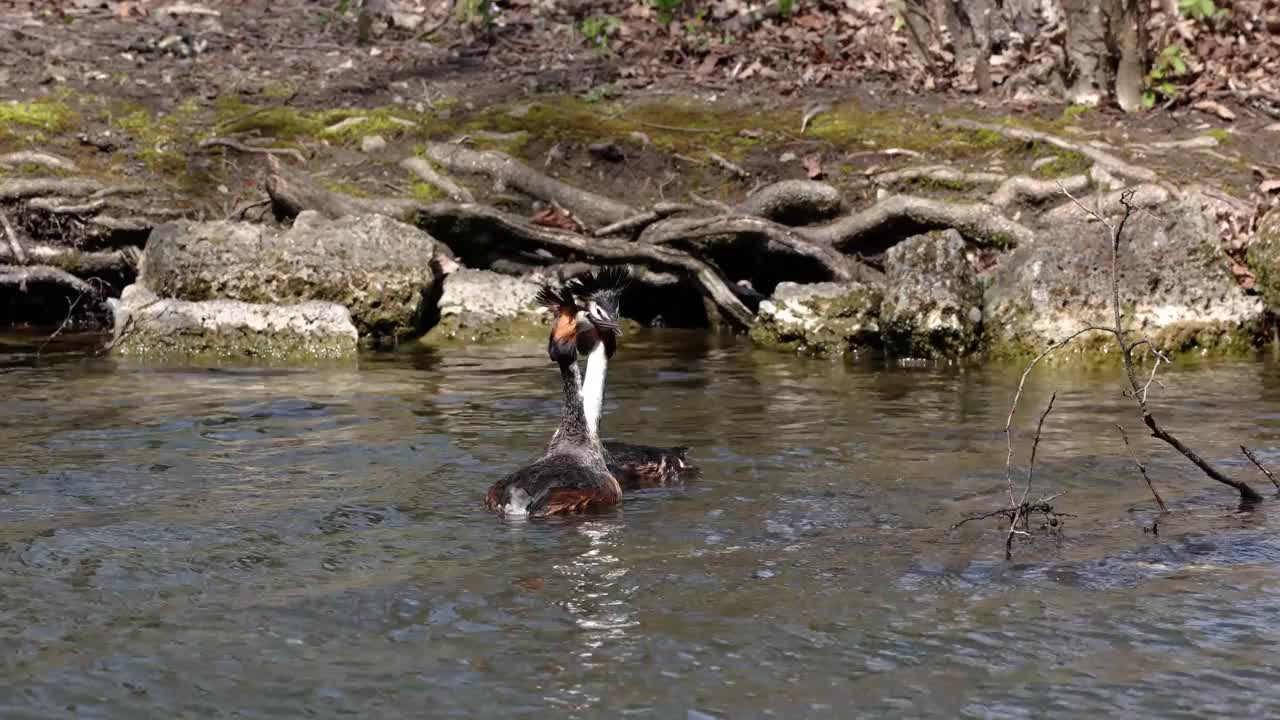 一对大冠毛鸊鷉，Podiceps cristatus正在筑巢视频素材