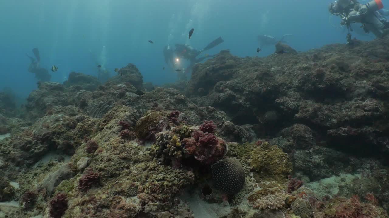 台湾垦丁热带海洋珊瑚礁视频下载