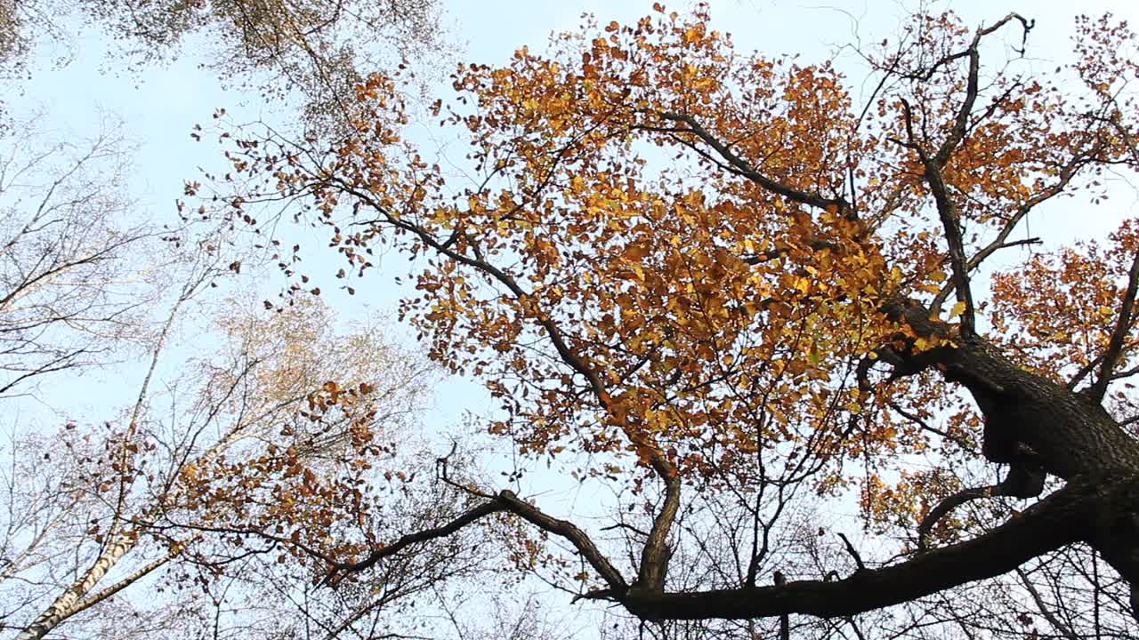 秋日黄叶在树冠上，映衬着天空的背景。视频素材