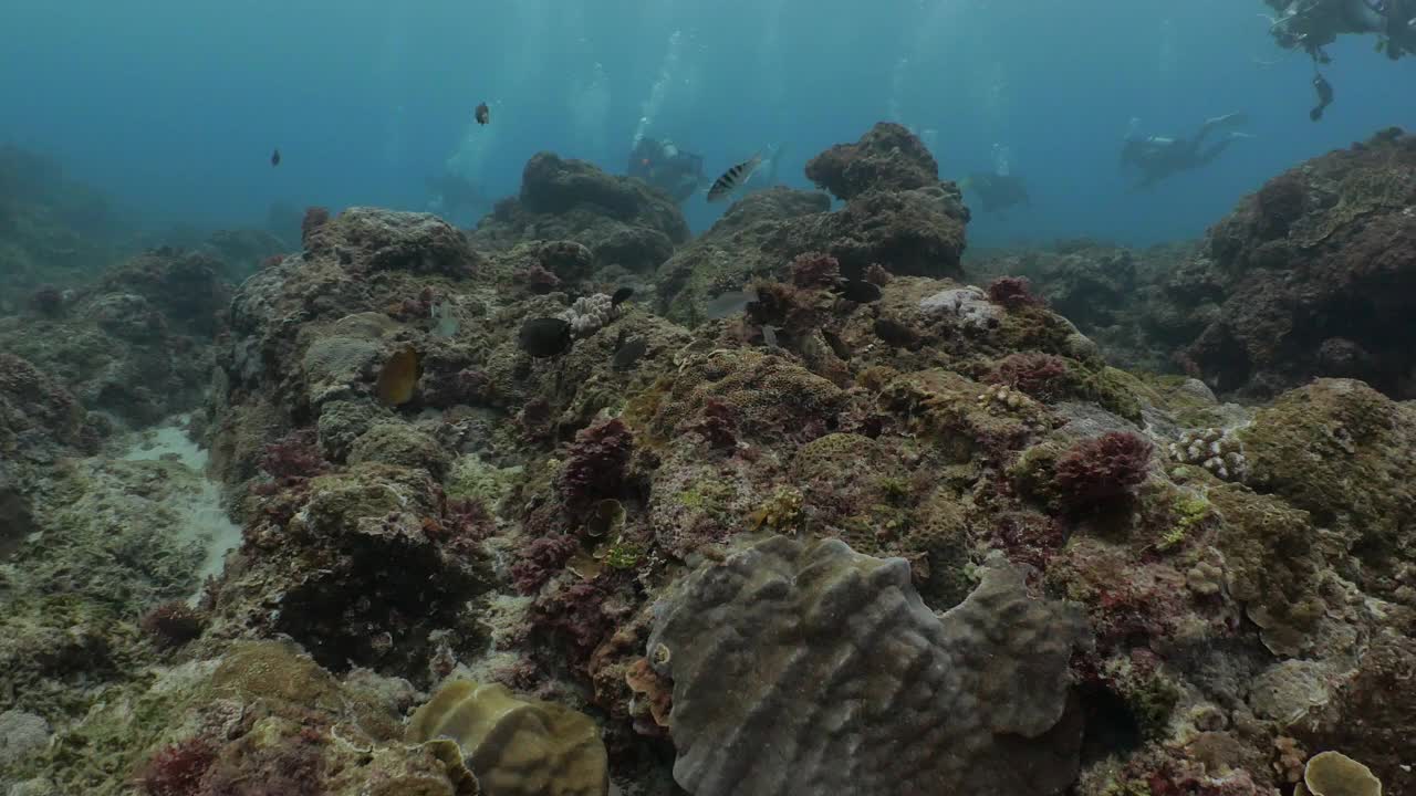 一群在海底礁石中吃海藻的珊瑚鱼视频素材