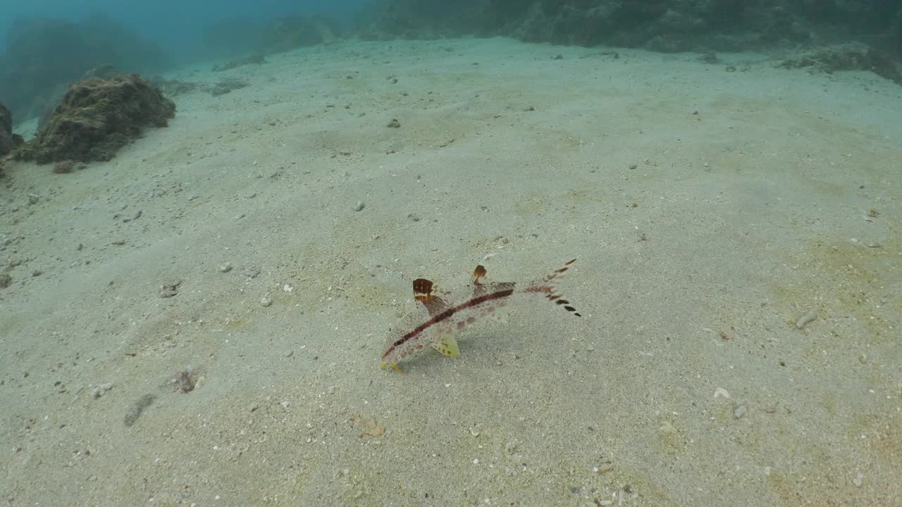 台湾，在海底沙中搜寻猎物的山羊鱼视频下载