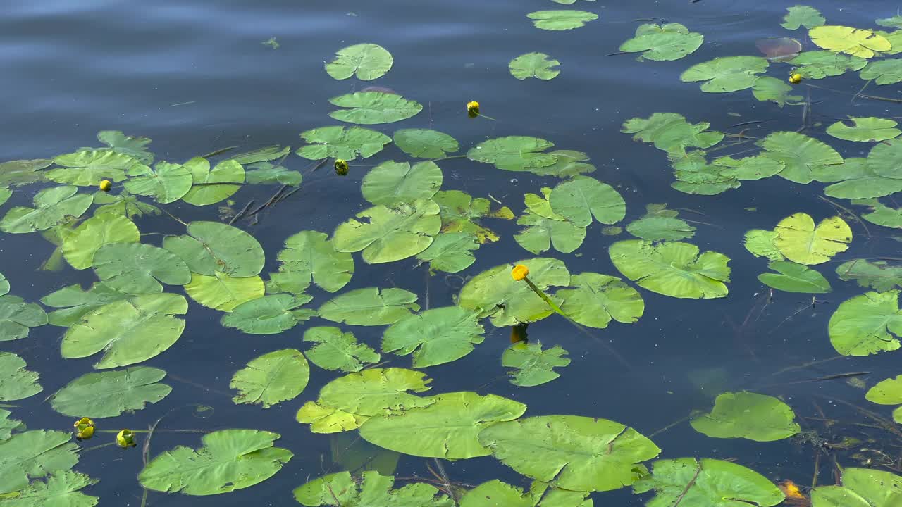 夏天河里的睡莲视频素材