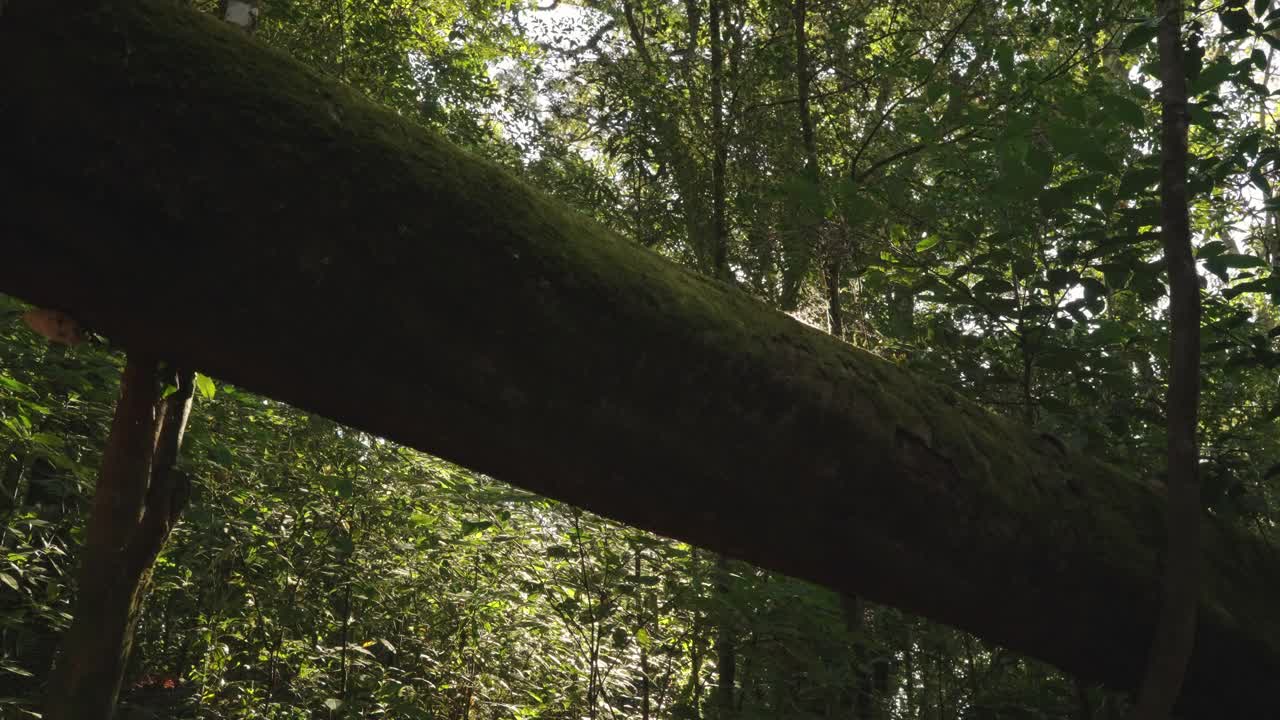 在泰国清迈的邱梅潘附近的一条自然小道上，闪耀的夕阳从雨林中散发出来。视频素材