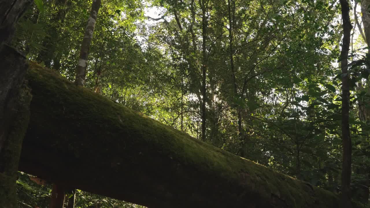 在泰国清迈的邱梅潘附近的一条自然小道上，闪耀的夕阳从雨林中散发出来。视频素材