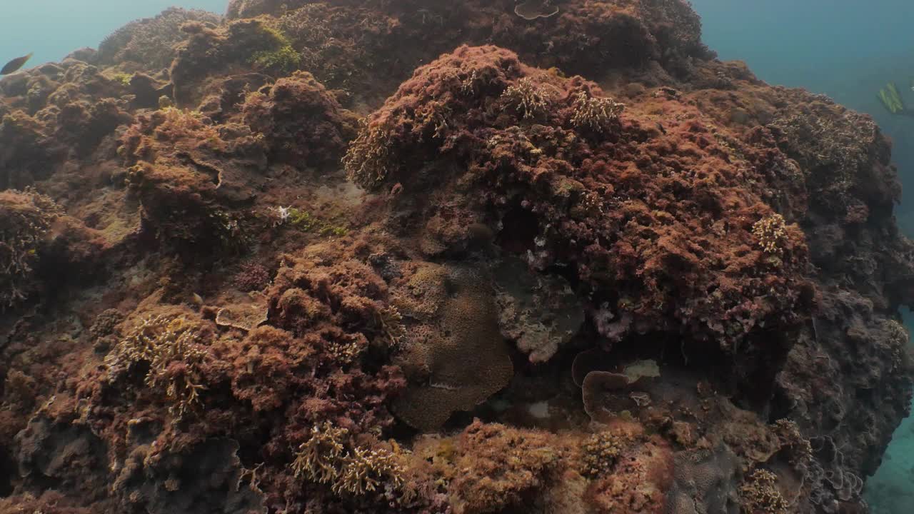 台湾垦丁公园海底热带珊瑚礁的尖顶视频素材