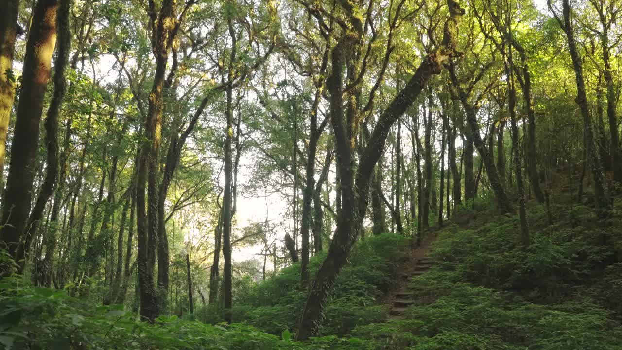 在泰国清迈的邱梅潘附近的一条自然小道上，闪耀的夕阳从雨林中散发出来。视频素材