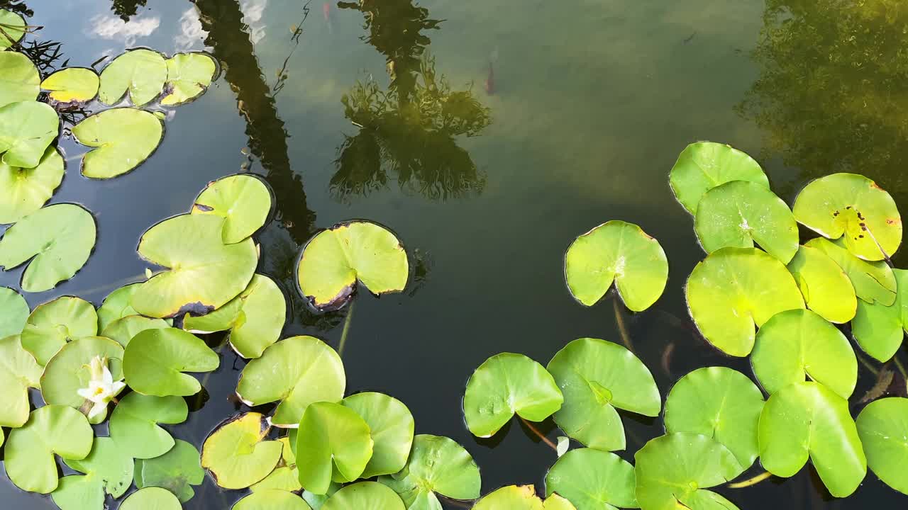 池塘视频素材