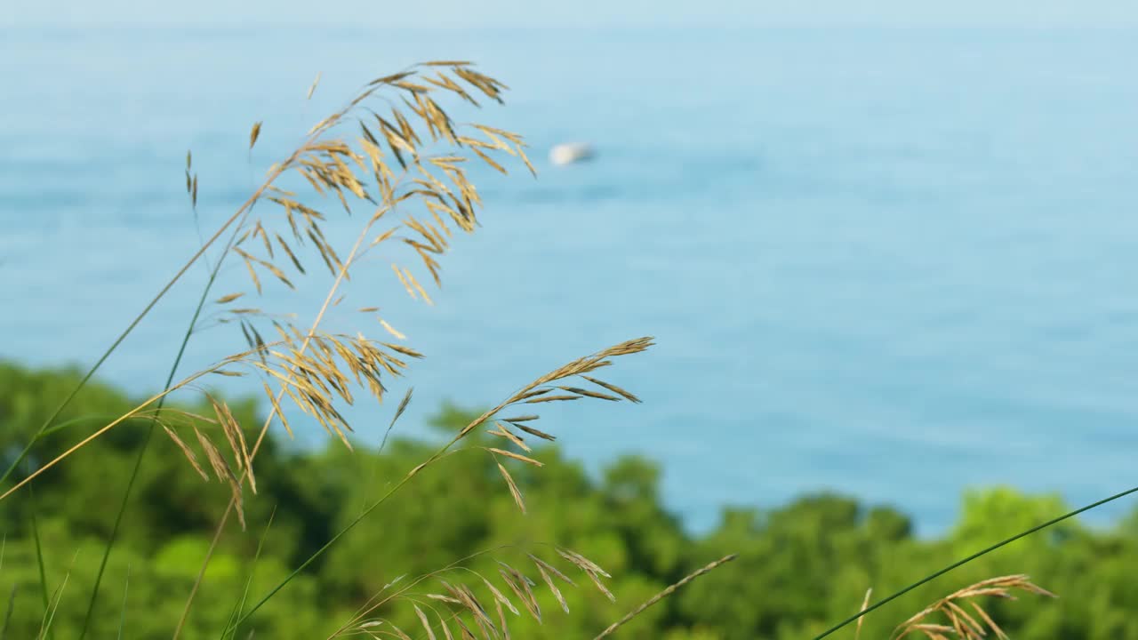 斜坡与绿色的草在黑海海岸。视频素材