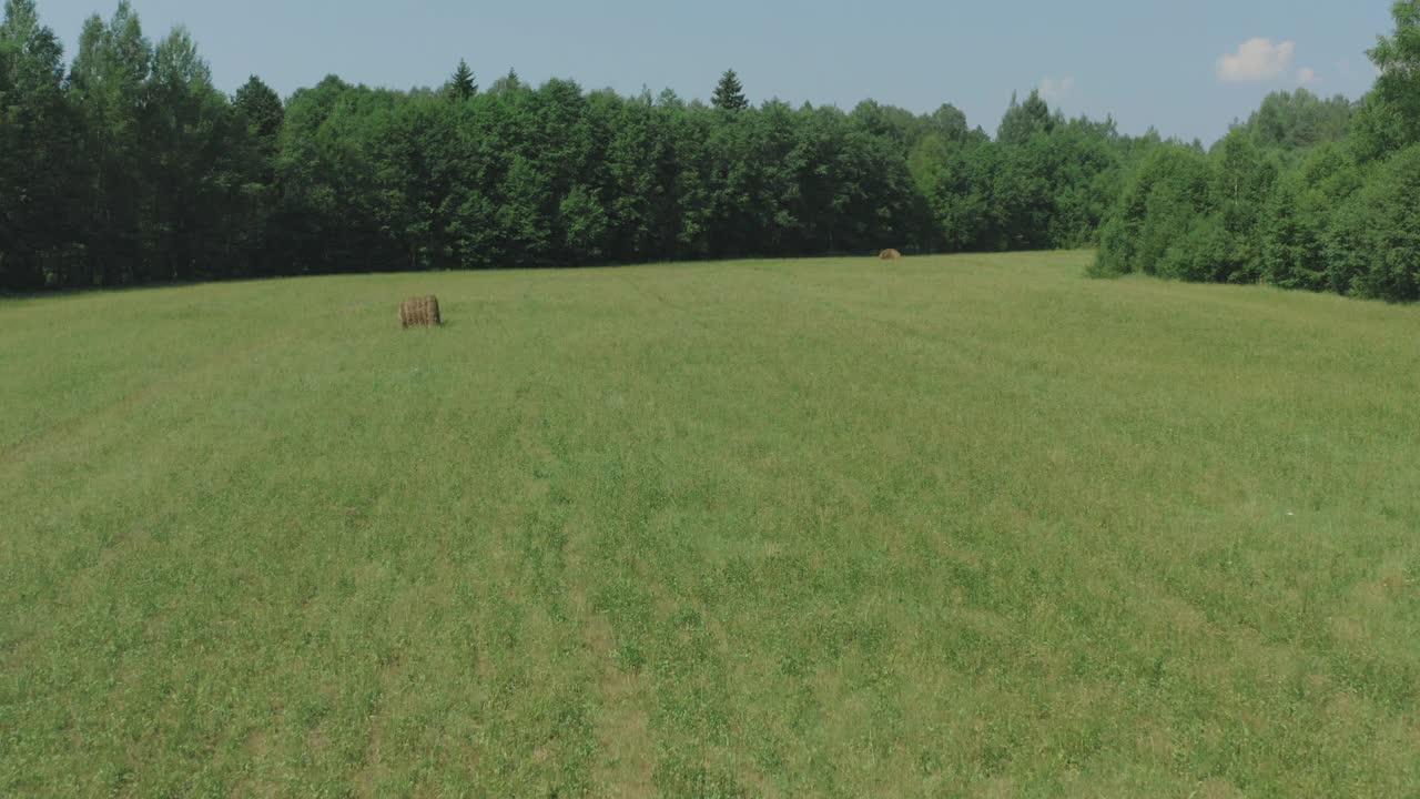 夏天的草地视频素材