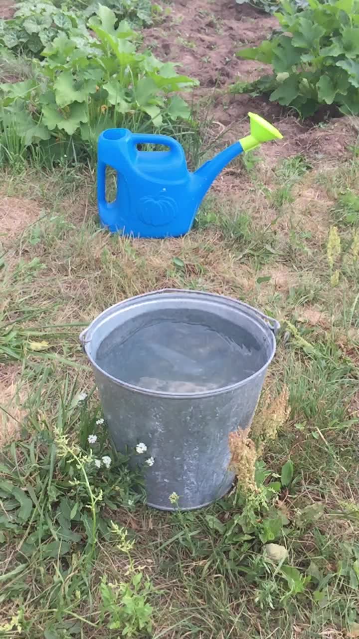 苹果掉进一个装着干净水的金属桶里，草地上还有一个蓝色的塑料喷壶视频下载