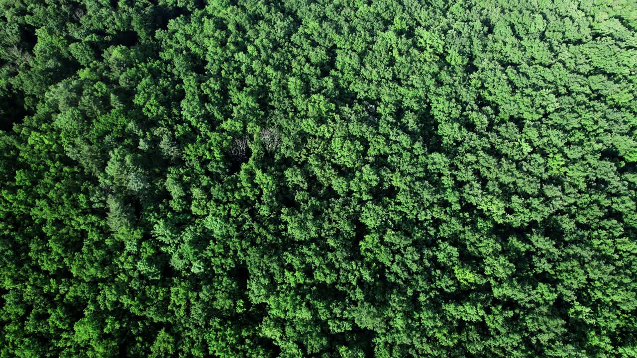 夏季绿树在森林背景视频素材