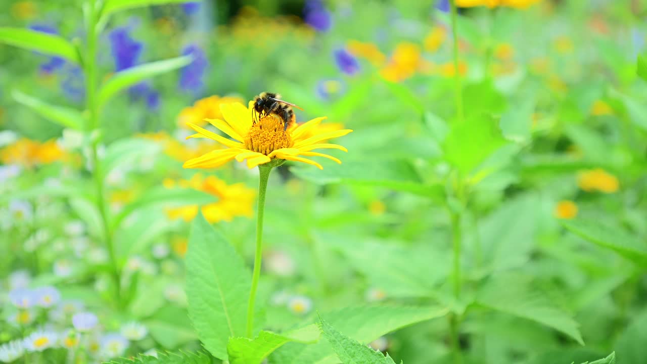 一只忙碌的蜜蜂在黄花上授粉视频素材