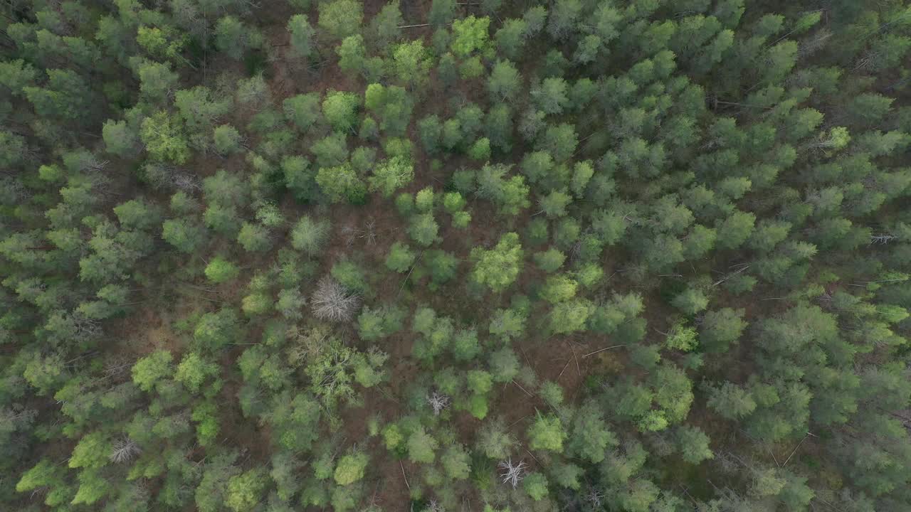 在夏季松林上空飞行。从上往下看美丽的针叶林视频素材