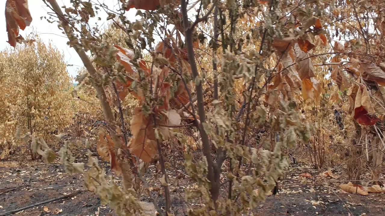 树木死于森林火灾和炎热的天气。视频素材