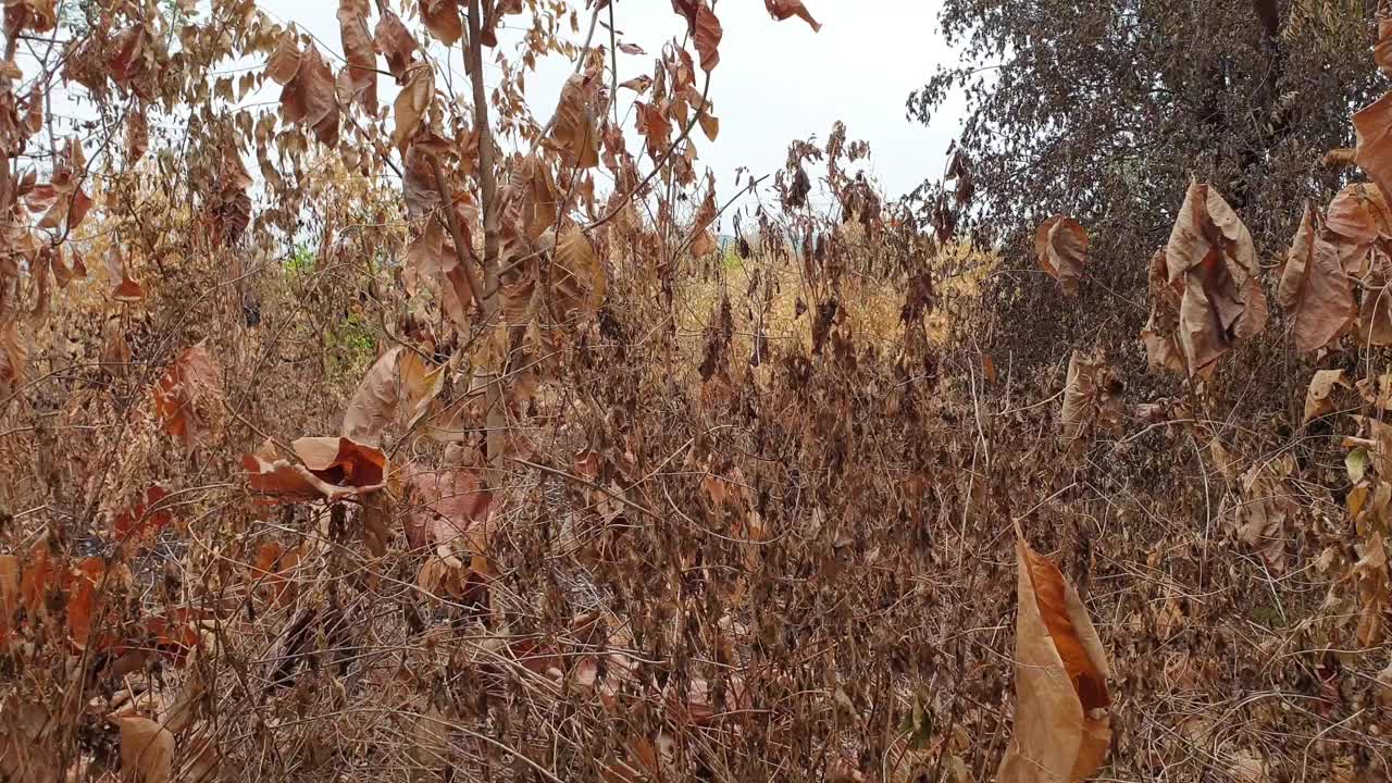 树木死于森林火灾和炎热的天气。视频素材