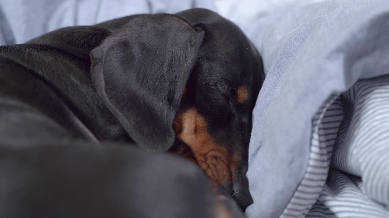 可爱的腊肠犬蜷缩在床上的毯子和枕头中，紧紧地睡着。疲惫的小狗在充满游戏和印象的活跃的一天后休息视频素材