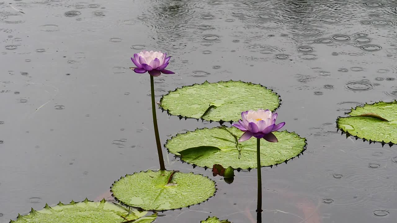 美丽的紫睡莲在雨天，超级慢镜头。视频素材