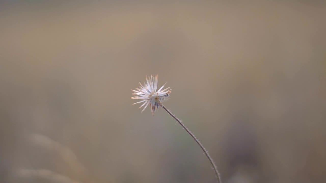 陆地上草的特写镜头视频素材