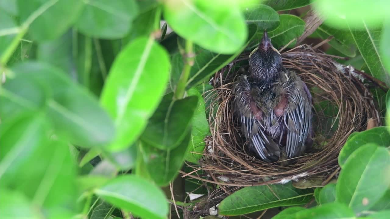 条纹耳的小布尔鸟视频素材