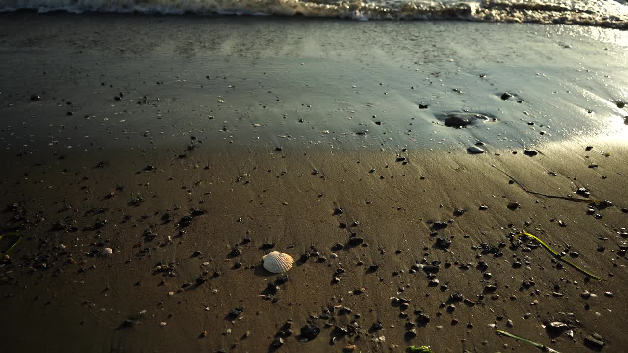 风景与沙滩上的海藻和贝壳。视频素材