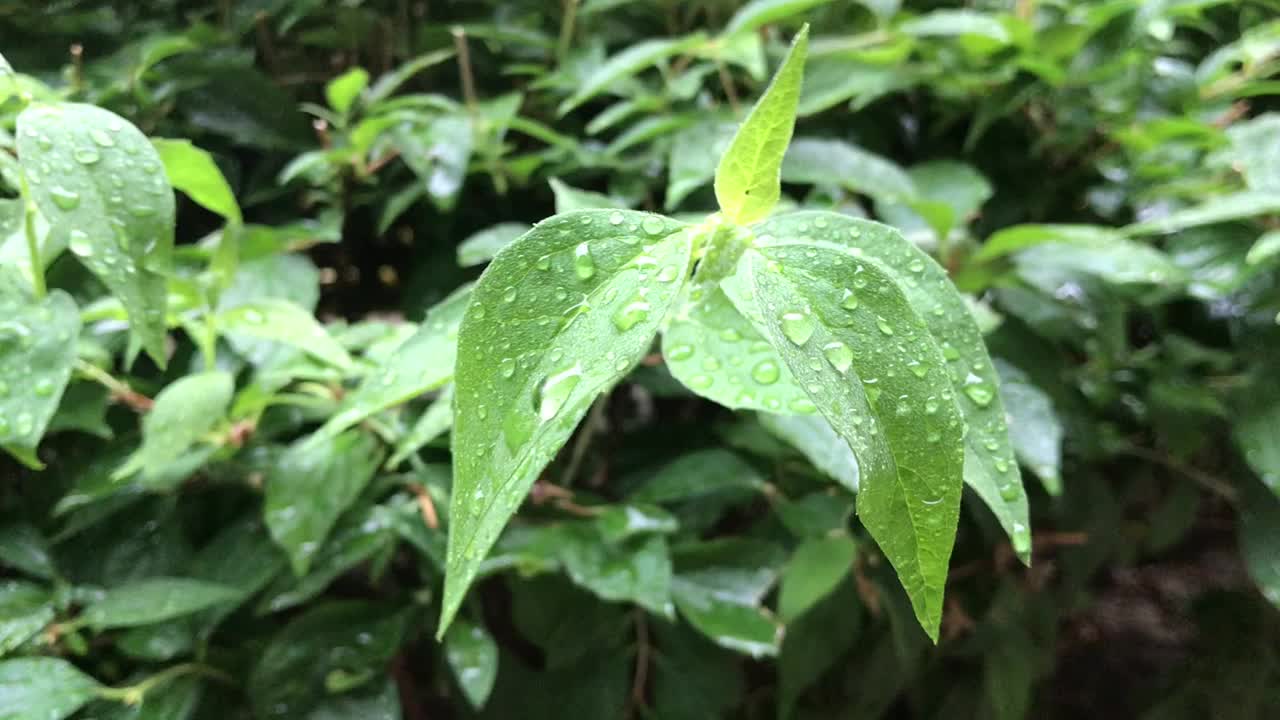 雨中的夏日灌木视频素材