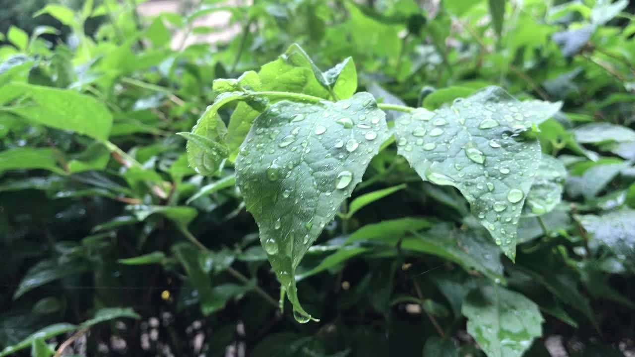 雨中的夏日灌木视频素材