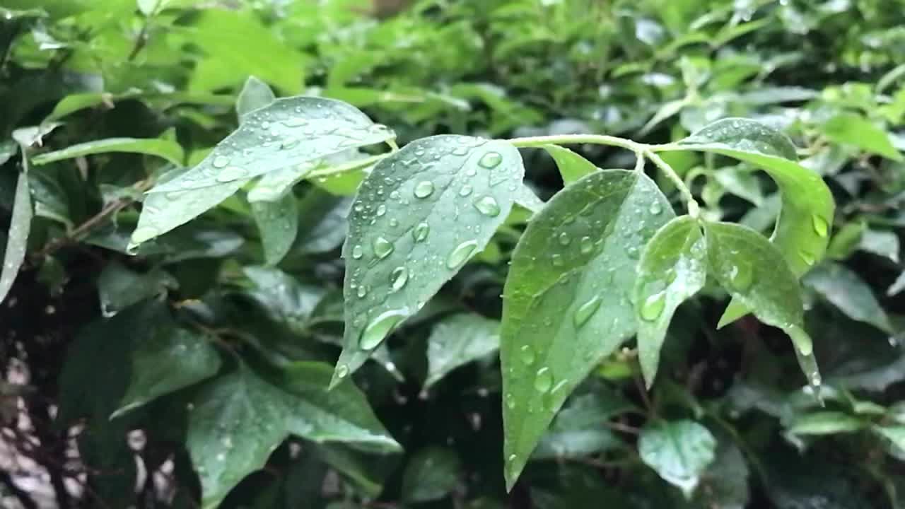 雨中的夏日布什视频素材