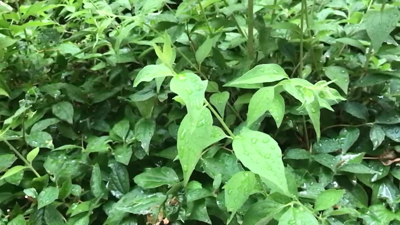 雨中的夏日布什视频素材